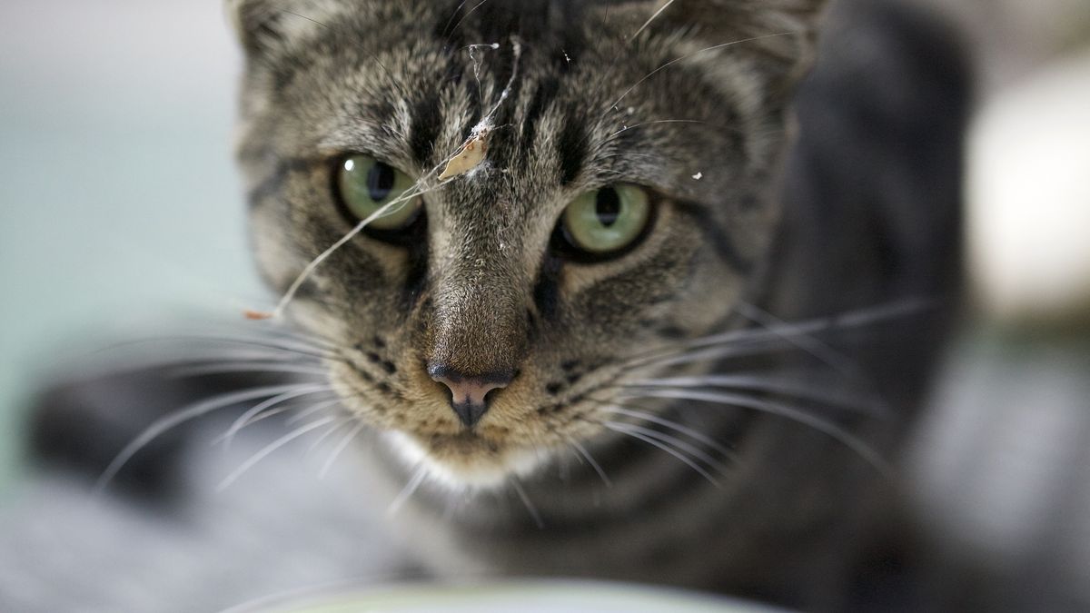 Naukowcy: kotom skurczyły się mózgi