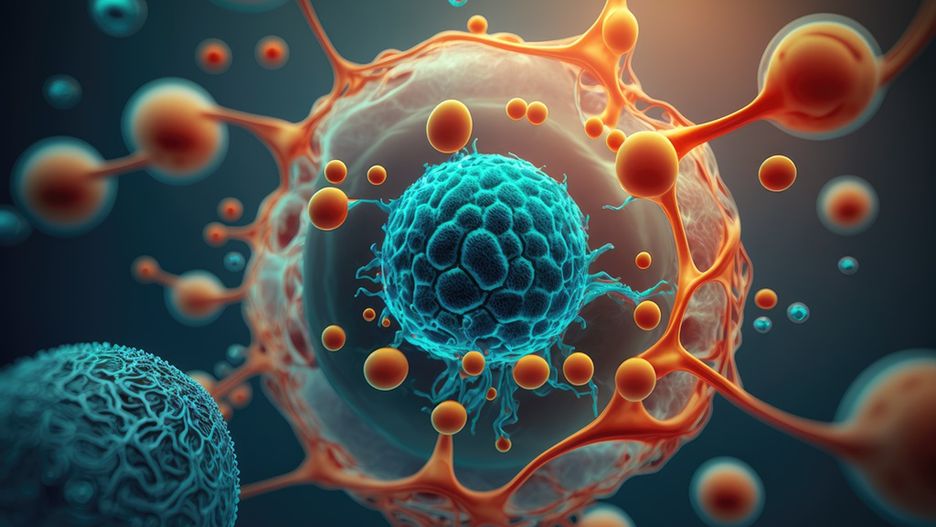 Organogeneza to proces, w czasie którego powstają narządy człowieka