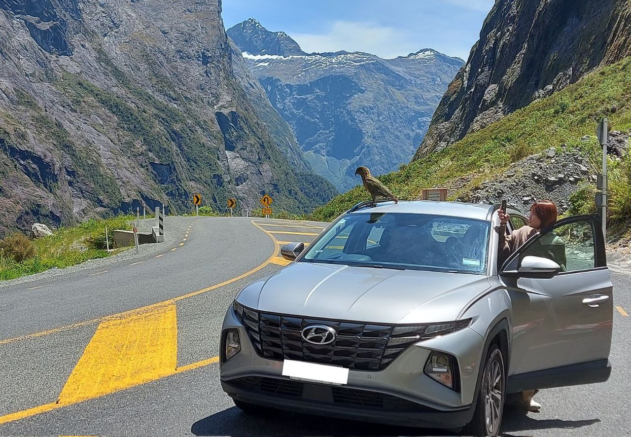 Kea curiosity sparks car trouble for New Zealand tourists