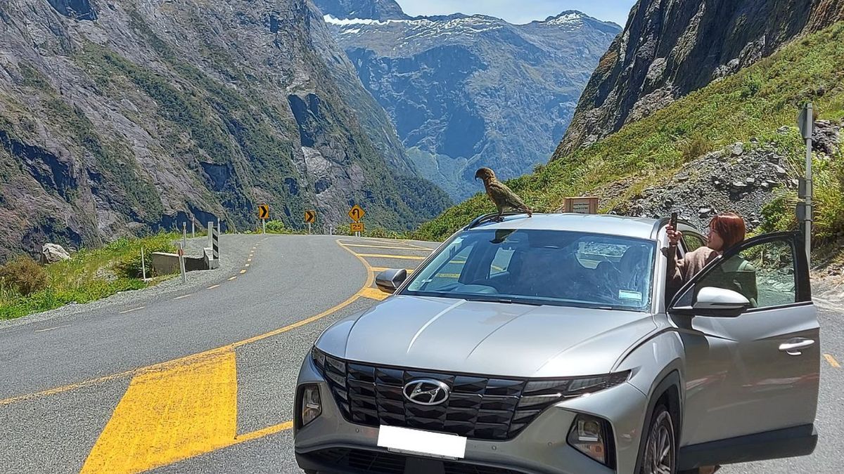 Dlaczego papugi kea niszczą samochody w Nowej Zelandii?