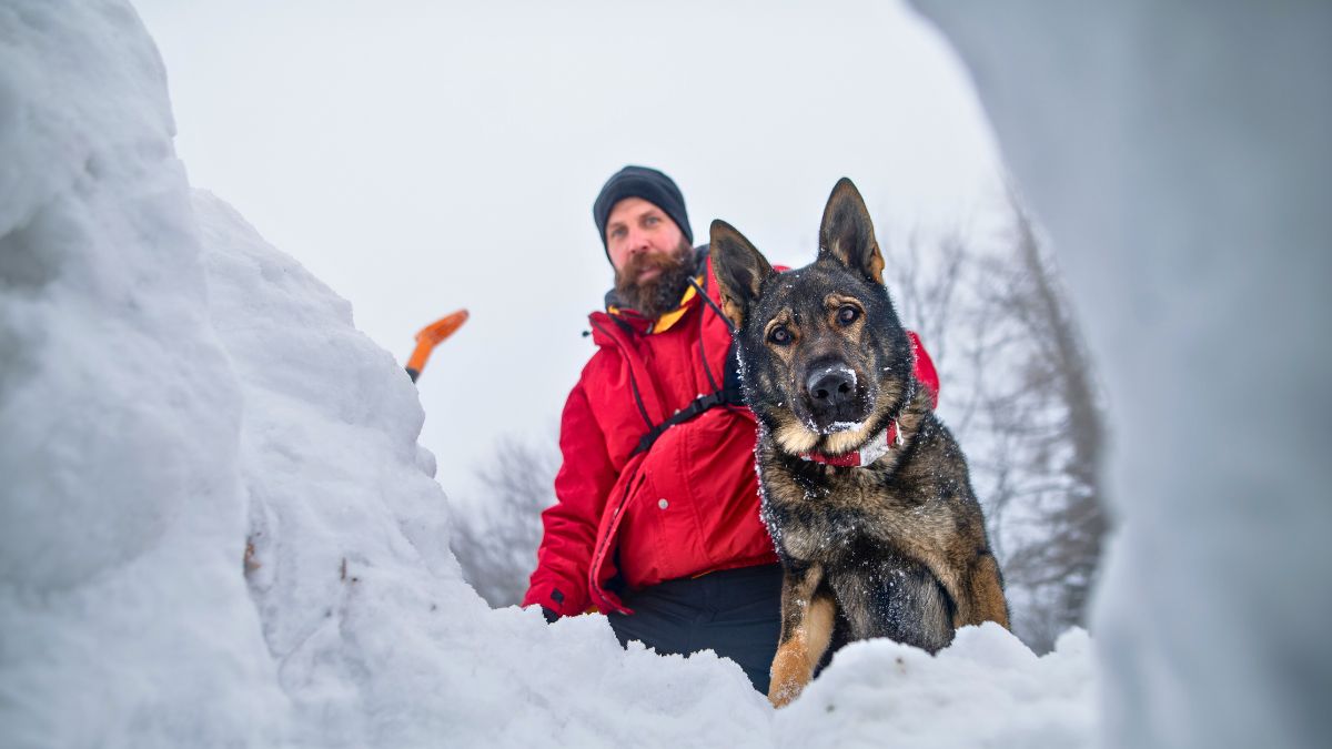 Te psy to starannie szkoleni ratownicy 