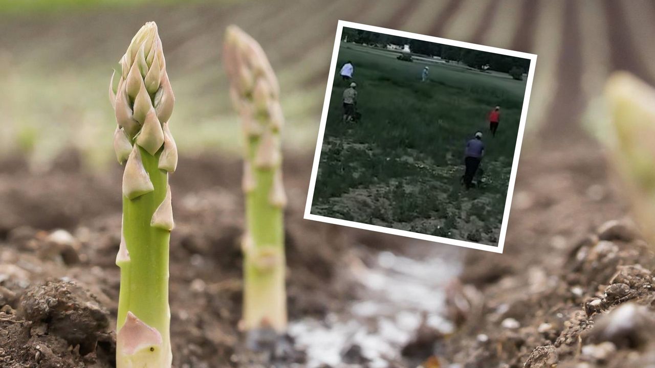 Wyciągają 50 tys. zł zysku z hektara. Nie zważają na słabe gleby
