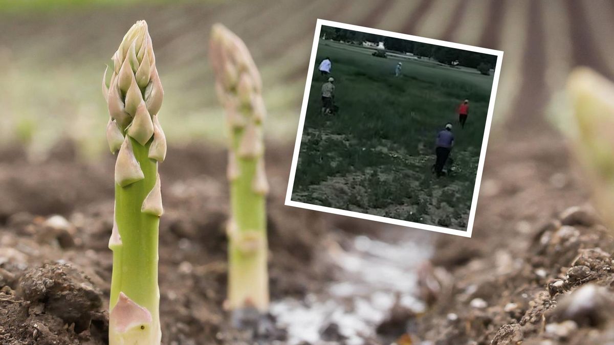 Rolnicy stworzyli wielką uprawę szparagów
