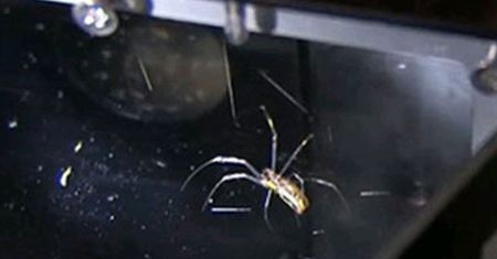 Eksperyment NASA. Naukowcy wysłali w kosmos pająka. Zobacz, co zrobił