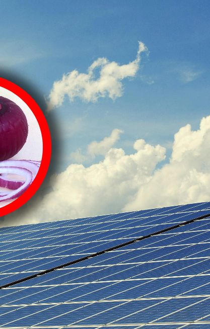 Cebula ma pomóc fotowoltaice. Jej barwnik ma funkcje ochronne