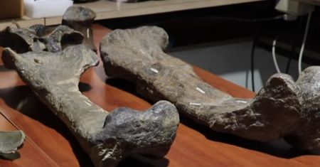 Tytanozaur. Nowy gatunek sprzed milionów lat był prawdziwym gigantem