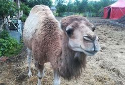 Wrocław. Chcą uratować wielbłądzią rodzinę przed cyrkiem. Kto pomoże Centaurusowi