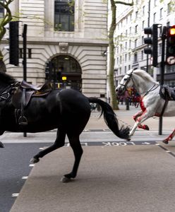 Ulicami Londynu biegły spłoszone konie. Jeden z nich był cały we krwi