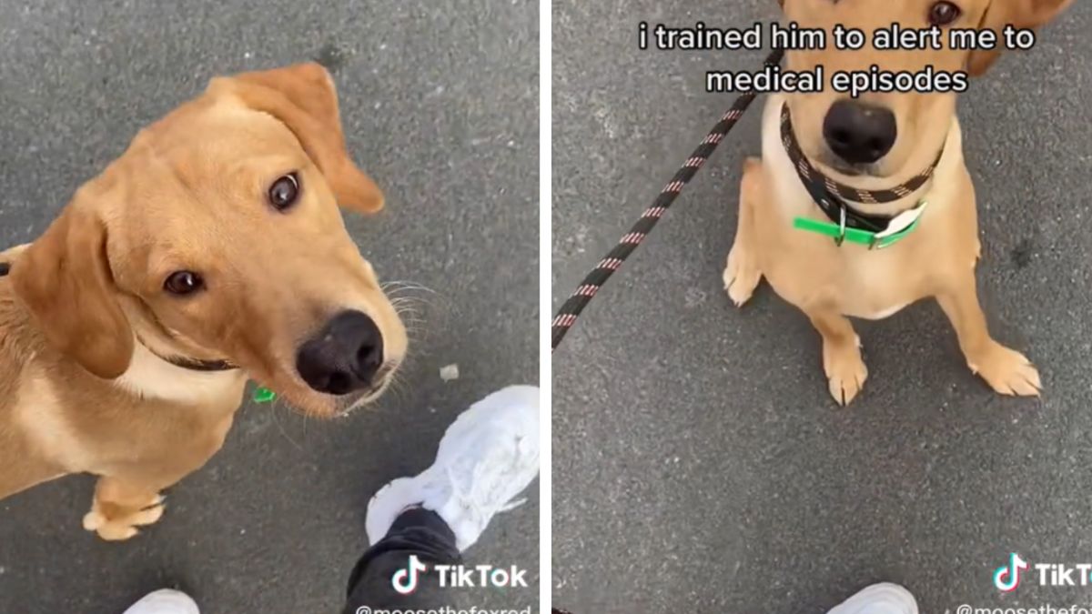 7-miesięczny szczeniak zna już wiele sztuczek, które mogą uratować życie!