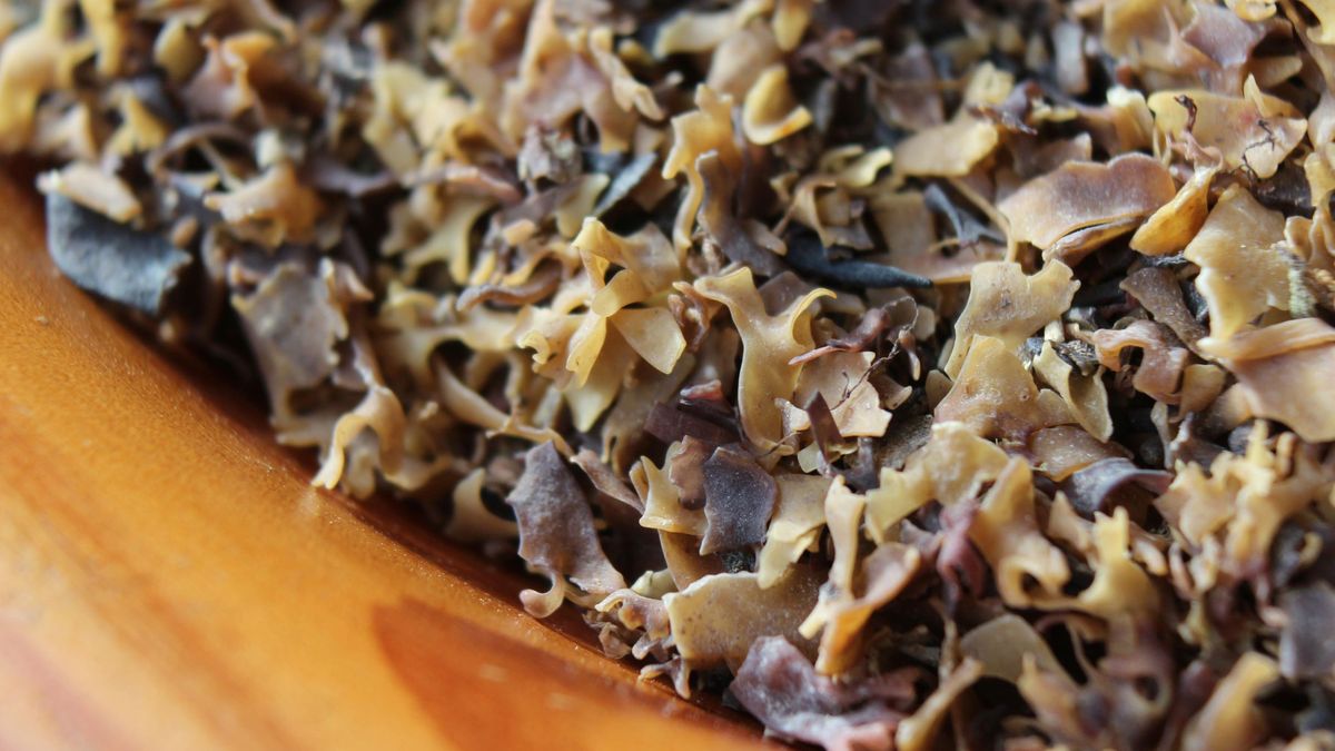 Mech morski może być korzystny zdrowotnie.