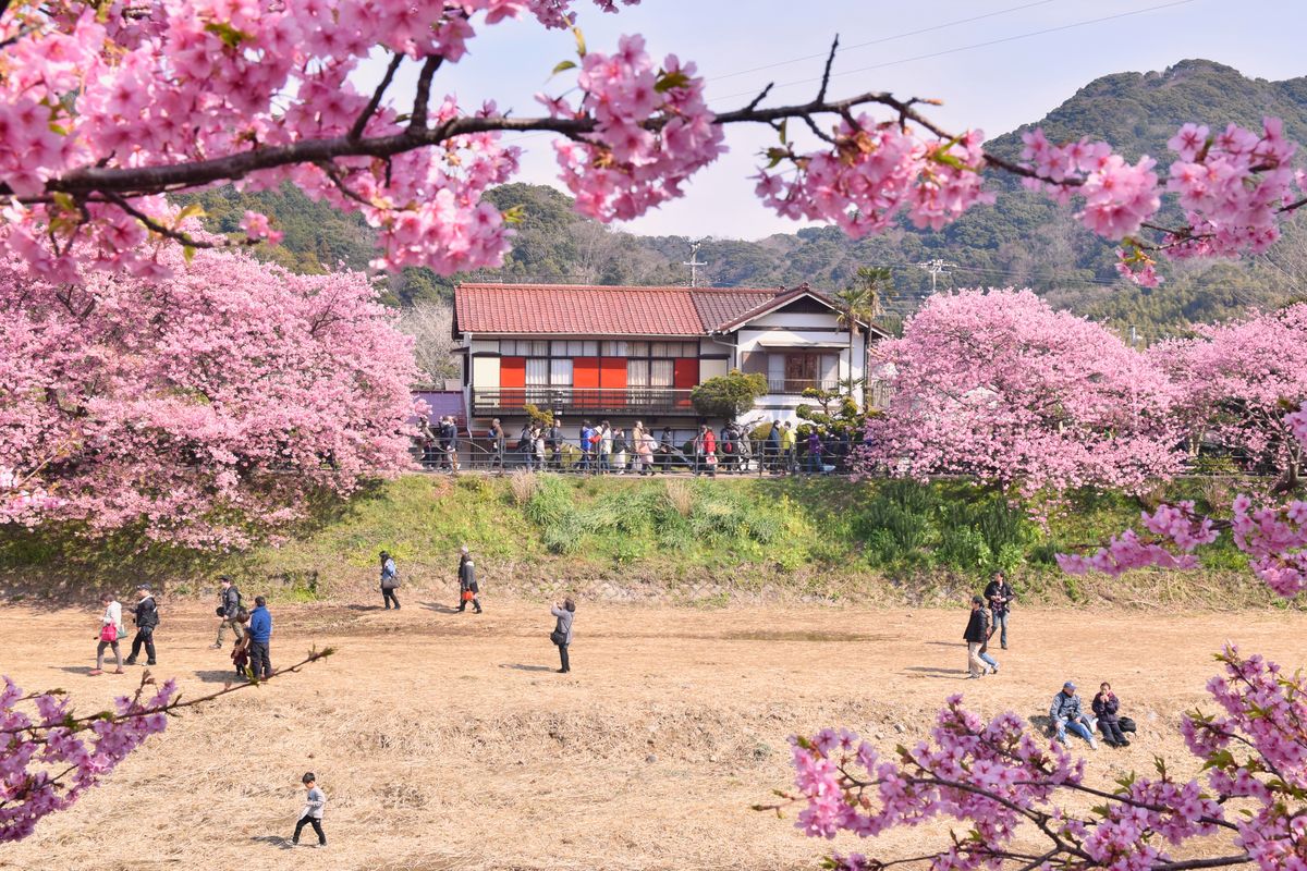 Japonia, święto kwitnącej wiśni 