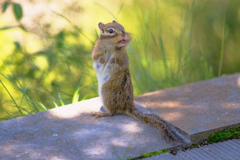 "Lisping Squirrel"