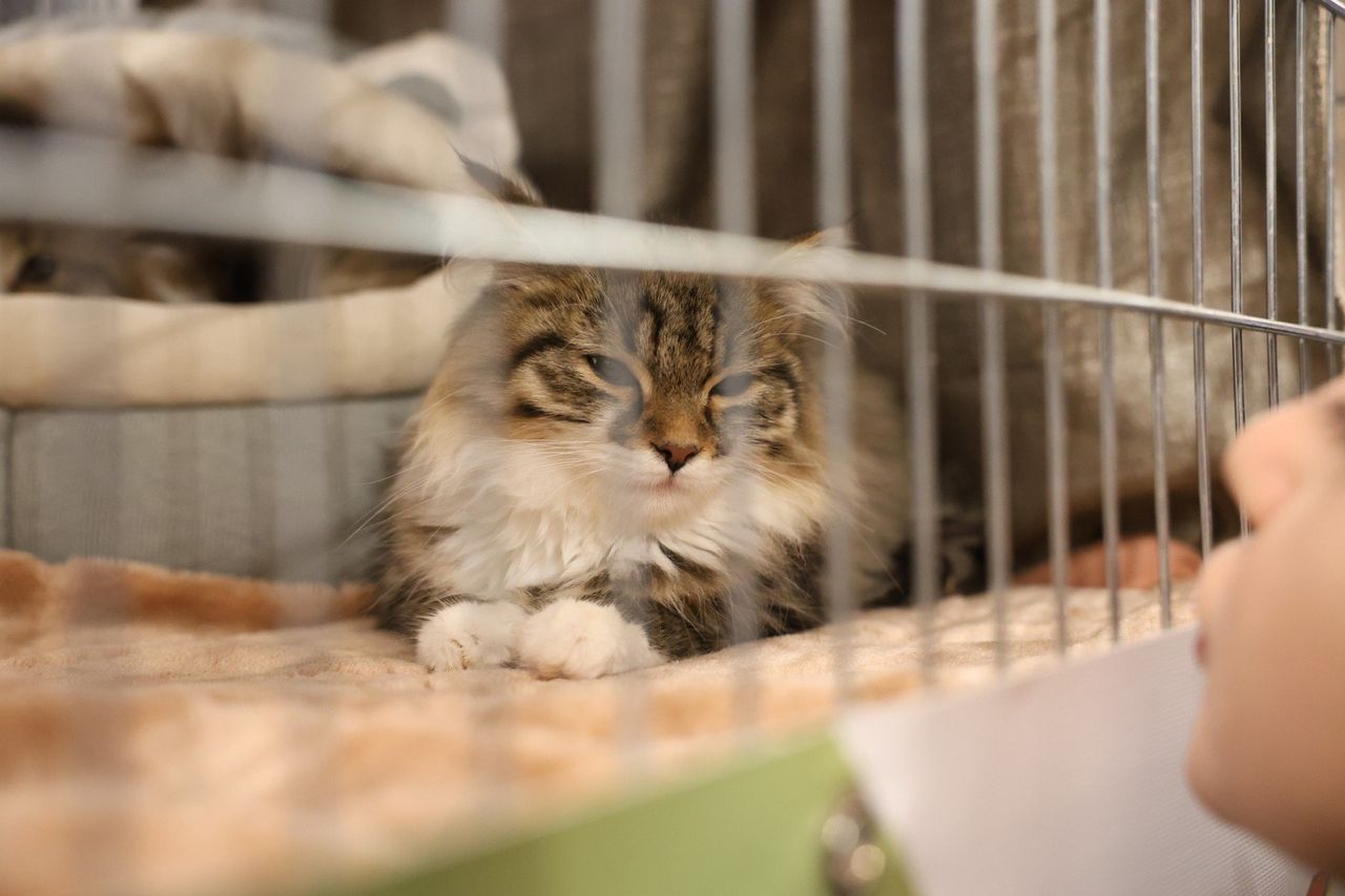 Będzin: Wystawa kotów w M1 Czeladź-kocia aleja sław pełna wyjątkowych pupili