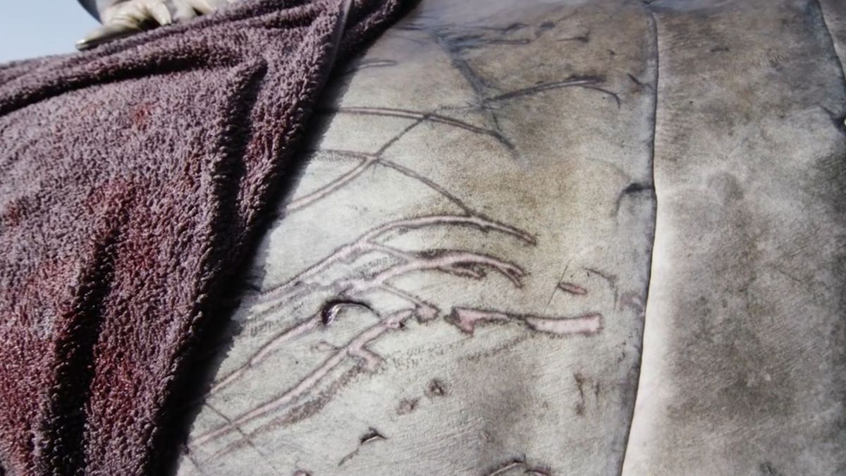 Naukowcy odkryli ogromnego żarłacza białego