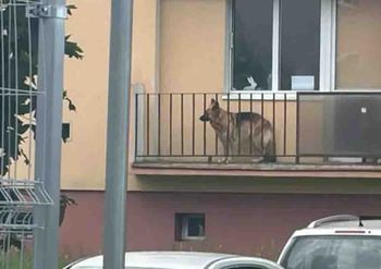 Zielona Góra: Pies zamykany na balkonie bez wody i jedzenia