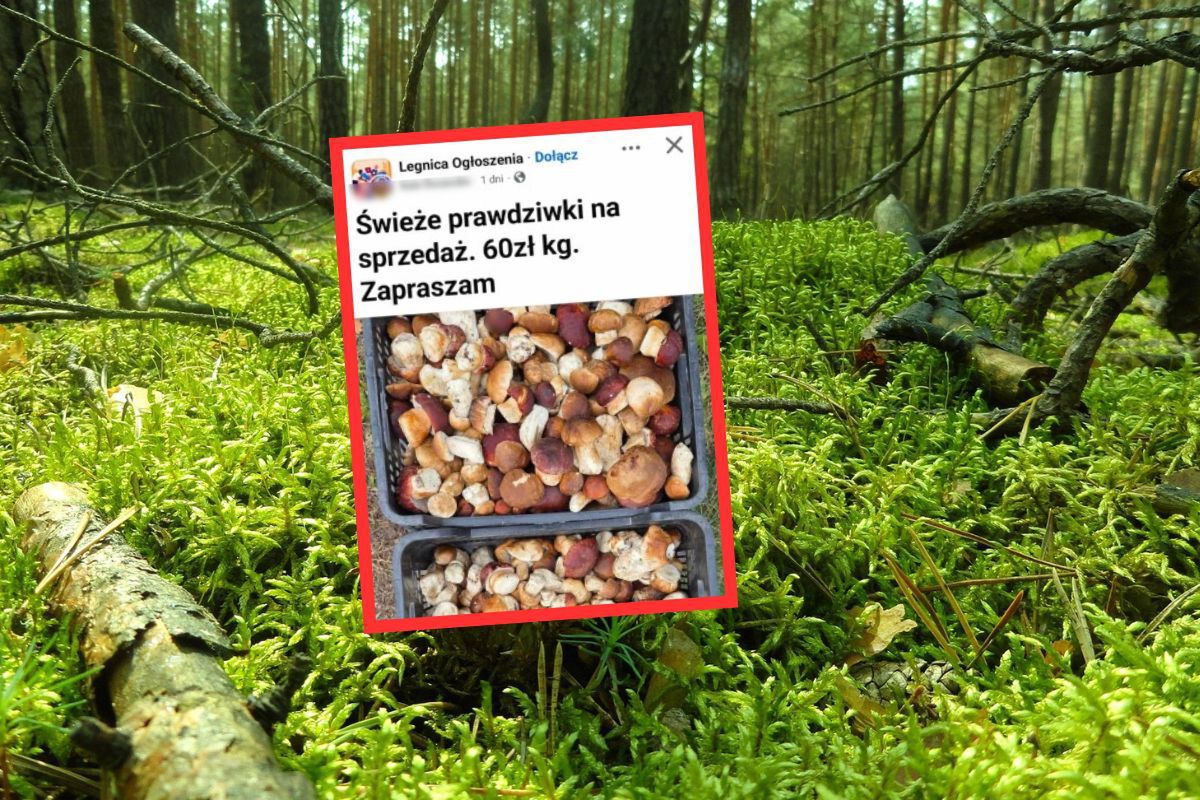 Wystawiła grzyby na sprzedaż. Cena za kg wywołała dyskusję