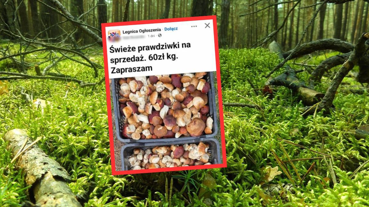 Prawdziwki na sprzedaż w sieci. Cena wzbudziła lawinę komentarzy