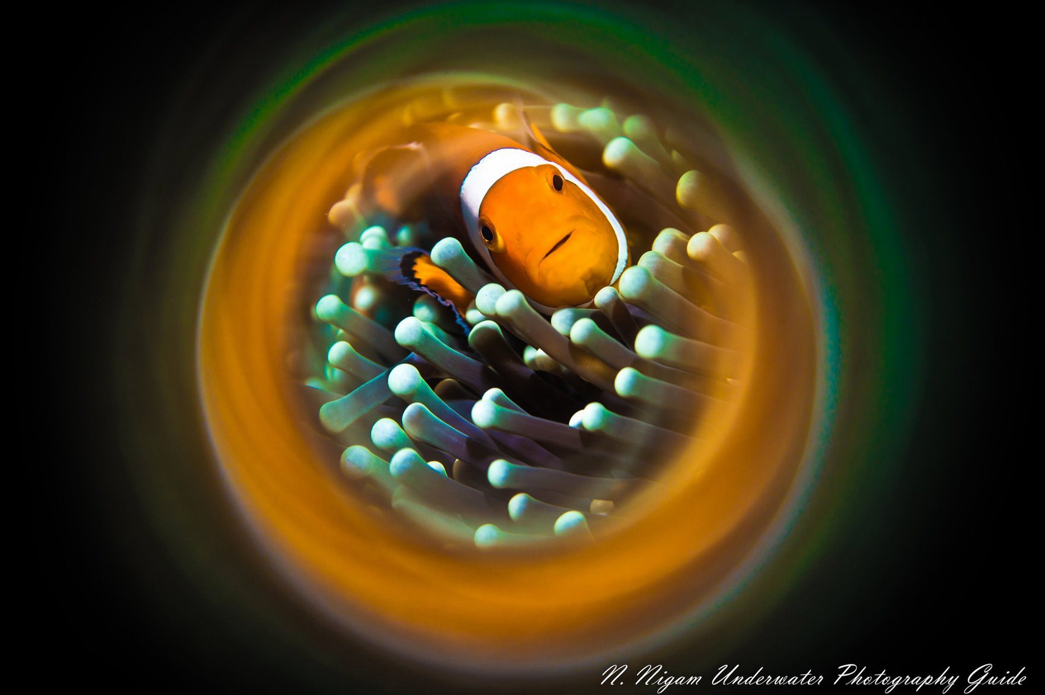 Tragiczny los przyrody na zdjęciach Ocean Art Photo Contest 1