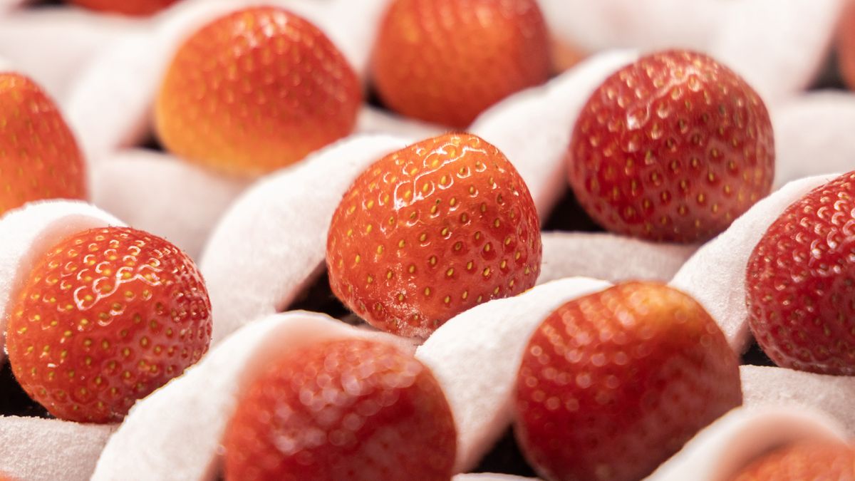 Cena japońskich truskawek przyprawia o zawrót głowy. Nawet kilkaset dolarów za sztukę!