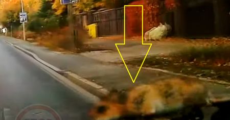 Jechał ulicą Wrocławia. Nagle pojawił się na szybie
