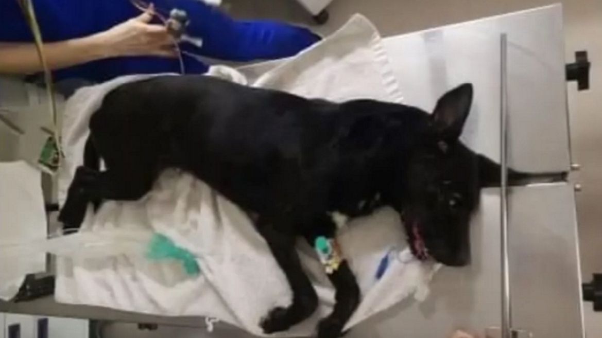 Suczka Zizi walczy o życie. 