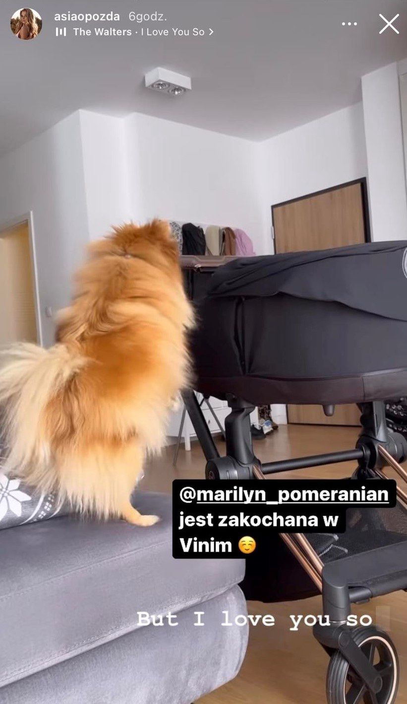 Joanna Opozda nagrała spotkanie Vincenta i psa