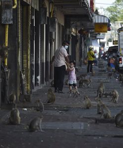 Plaga w Tajlandii. Podupada cały region