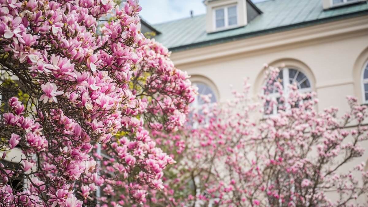 Magnolie na dziedzińcu KUL