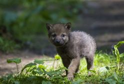 Beskidy. Turyści zabrali szczenię wilka. Przyrodnicy apelują: nie wynoście zwierząt z lasu