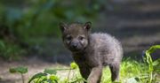 Beskidy. Turyści zabrali szczenię wilka. Przyrodnicy apelują: nie wynoście zwierząt z lasu