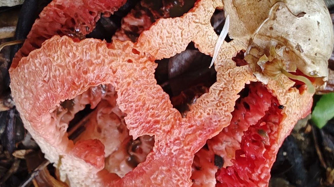 W Polsce ten grzyb należy do rzadkości