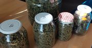 Biała Podlaska: Znaczne ilości marihuany i plantacja konopi ujawnione