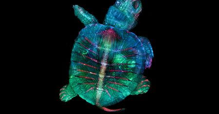 Nikon Small World: zachwycający świat mikrofotografii. Polak w czołówce