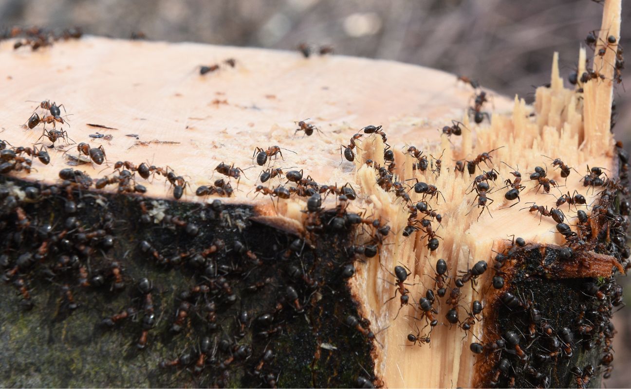 Kto posadzi, ten pożałuje. Nie opędzisz się od mrówek