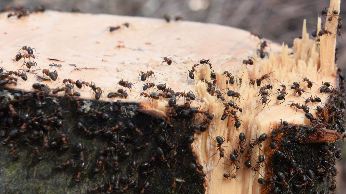 Jakie rośliny przyciągają mrówki do ogrodu?