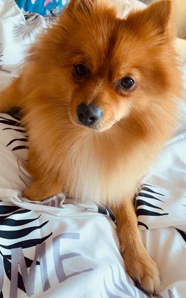 Dzień Kundelka na Pudelku! Nasi czytelnicy dzielą się z nami zdjęciami swoich pupili 