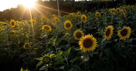 Sobota z poprawą pogody i wyższą temperaturą