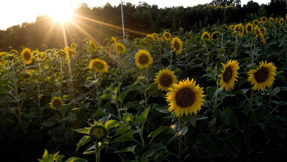 Sobota z poprawą pogody i wyższą temperaturą 