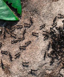Rozsyp na trawniku. "Inwazja" mrówek zniknie w mgnieniu oka
