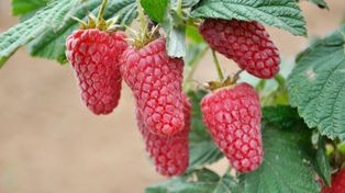 Plantatorzy stawiają na tunele. Tradycyjne maliny znikają z polskich pól