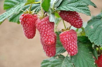 Plantatorzy stawiają na tunele. Tradycyjne maliny znikają z polskich pól