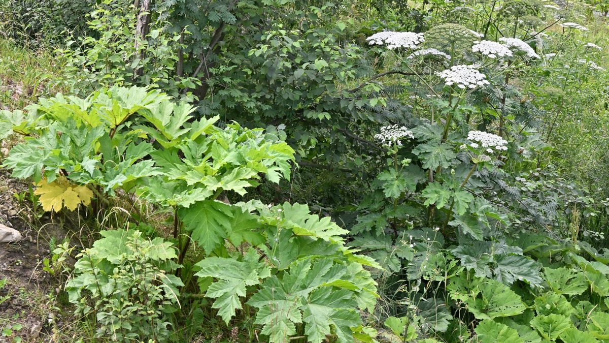 Za niektóre uprawy można dość wysoki mandat. Na zdj. barszcz Sos