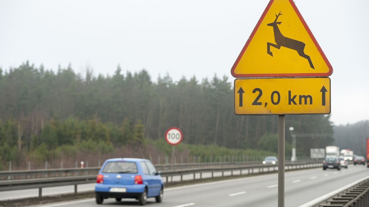 Ten często ignorowany znak - A-18B "zwierzęta dzikie" - jest niezwykle ważny na drogach szybkiego ruchu i po zmierzchu.