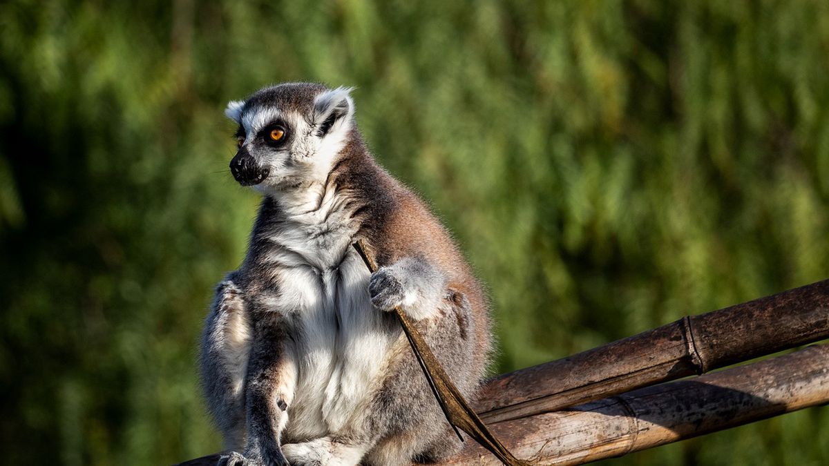 Lemur