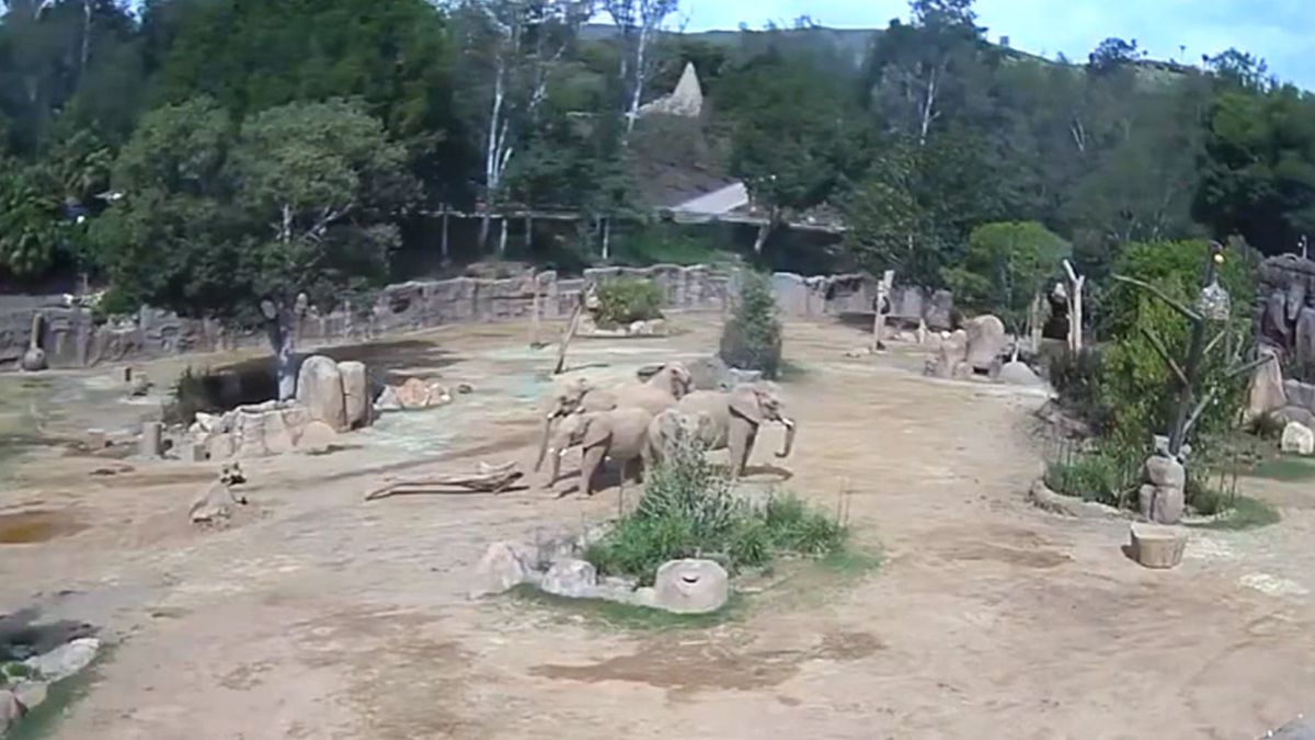 Słonie w sytuacji zagrożenia uformowały taktyczny krąg