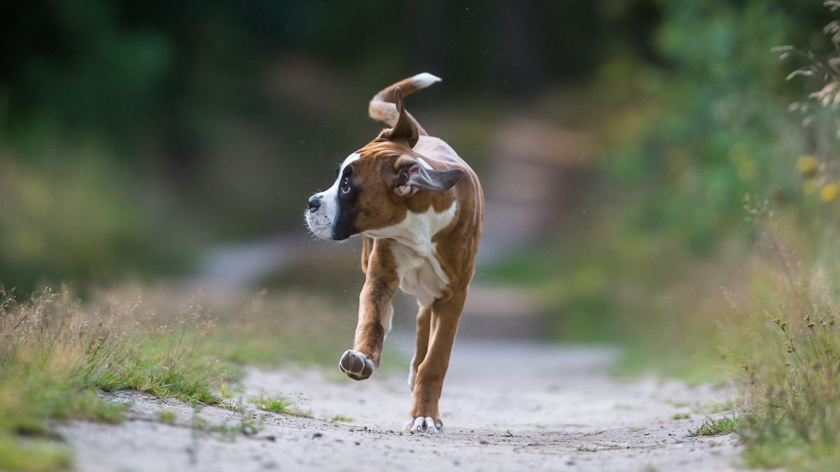 Pies w lesie. Zdjęcie poglądowe 
