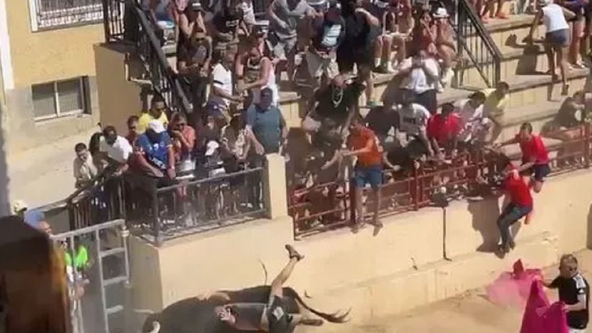 Turysta poturbowany przez byka.