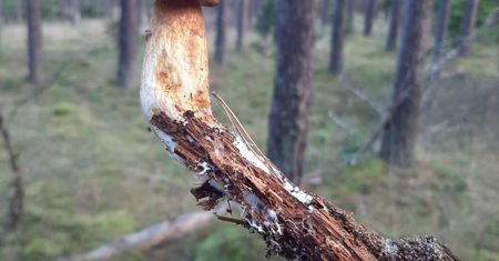 Sensacja w naszych lasach – grzyb na patyku!