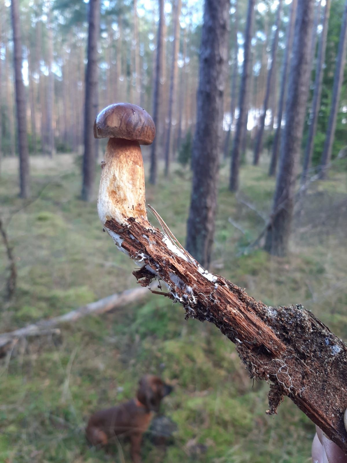 Sensacja w naszych lasach – grzyb na patyku!