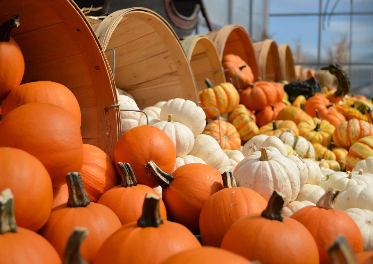 Ile wiesz o dyni? Trudny test na jesień